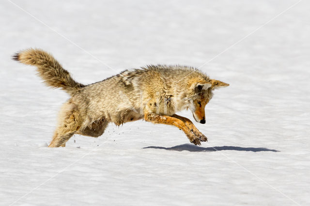 Coyote (Canis latrans)