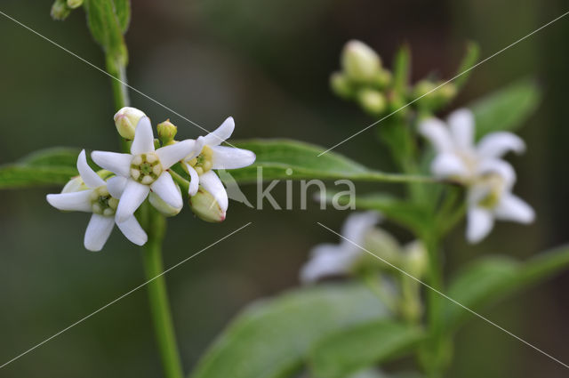 white swallow-wort (Cynanchum vincetoxicum)