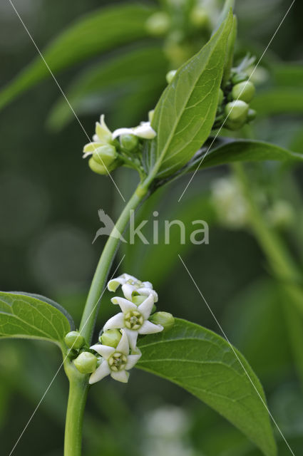 white swallow-wort (Cynanchum vincetoxicum)