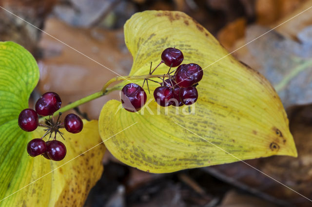 Dalkruid (Maianthemum bifolium)