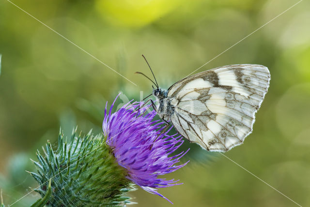 Marbled White (Melanargia galathea)