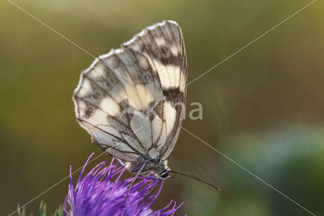 Dambordje (Melanargia galathea)