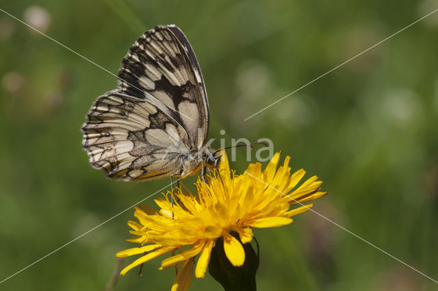 Marbled White (Melanargia galathea)