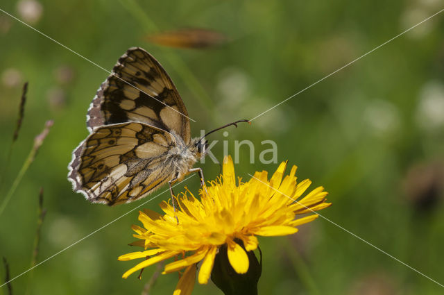 Dambordje (Melanargia galathea)