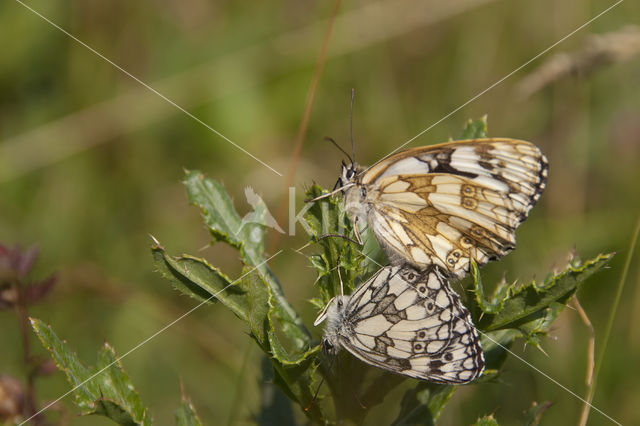 Dambordje (Melanargia galathea)