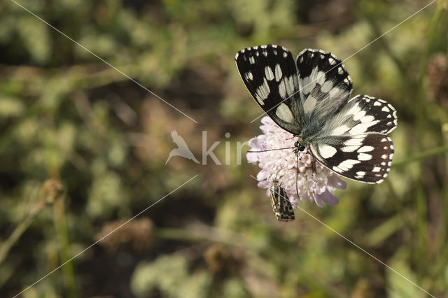 Dambordje (Melanargia galathea)