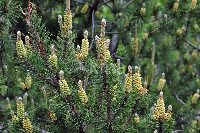 bogpine (Pinus rotundata)