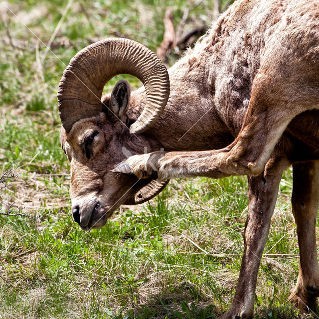 Bighorn Sheep (Ovis canadensis)