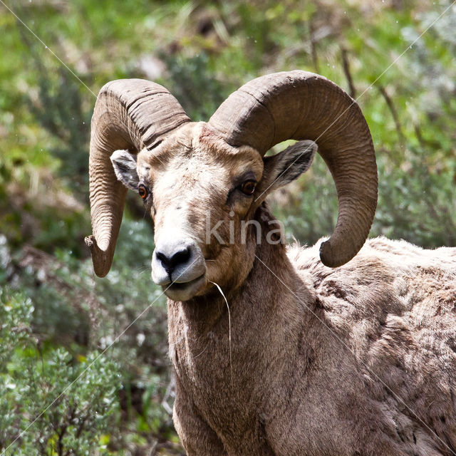 Bighorn Sheep (Ovis canadensis)