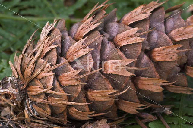 Douglasspar (Pseudotsuga menziesii)