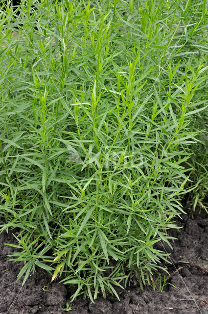 Tarragon (Artemisia dracunculus)