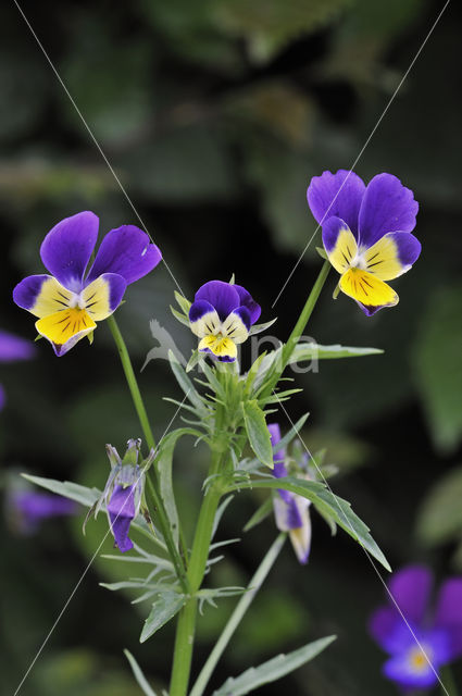 Driekleurig viooltje (Viola tricolor)
