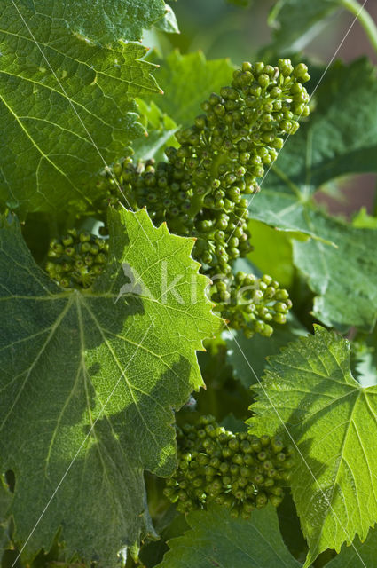 Grape-vine