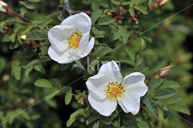 Duinroosje (Rosa pimpinellifolia)