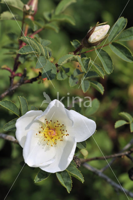 Burnet Rose (Rosa pimpinellifolia)