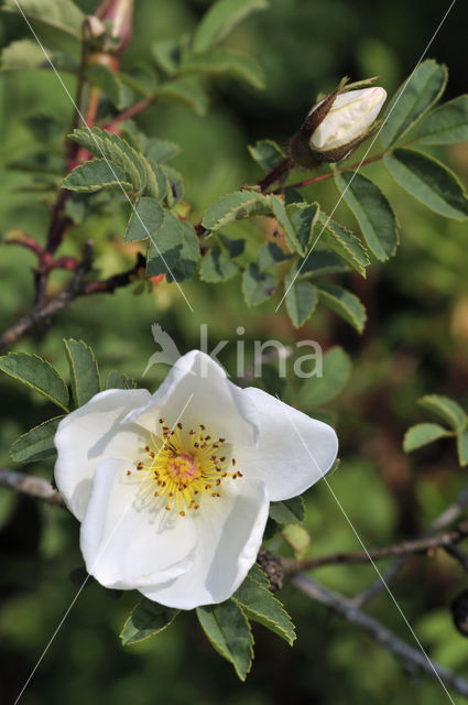 Duinroosje (Rosa pimpinellifolia)