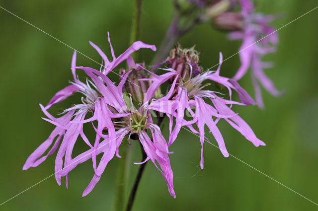 Echte koekoeksbloem (Lychnis flos-cuculi)