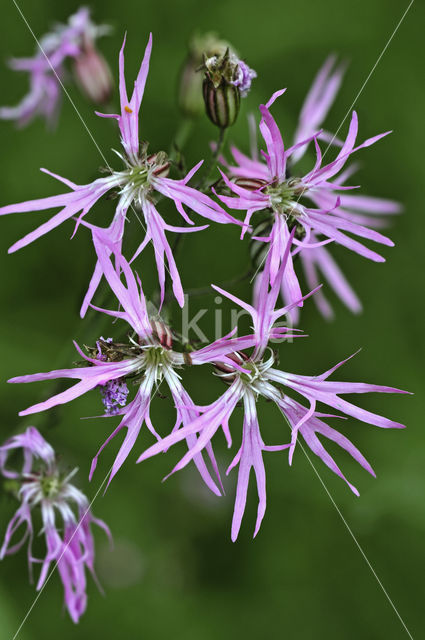 Echte koekoeksbloem (Lychnis flos-cuculi)