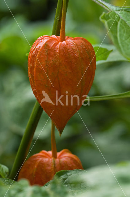 Echte lampionplant (Physalis alkekengi)