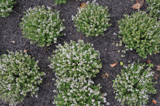 Echte tijm (Thymus vulgaris)