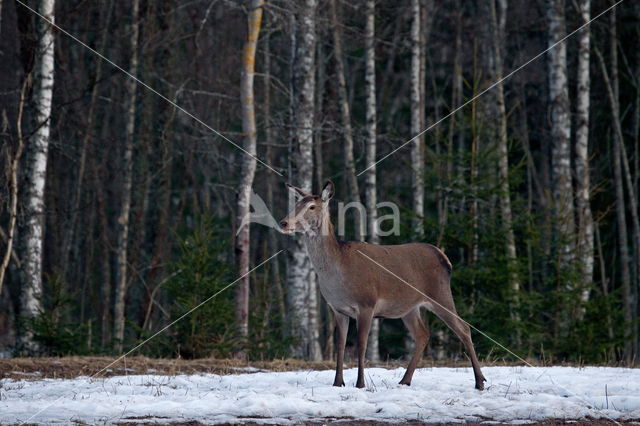Red Deer (Cervus elaphus)