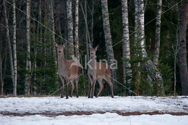 Edelhert (Cervus elaphus)