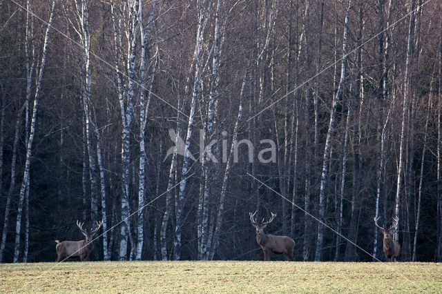 Red Deer (Cervus elaphus)