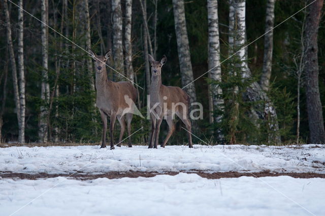 Red Deer (Cervus elaphus)