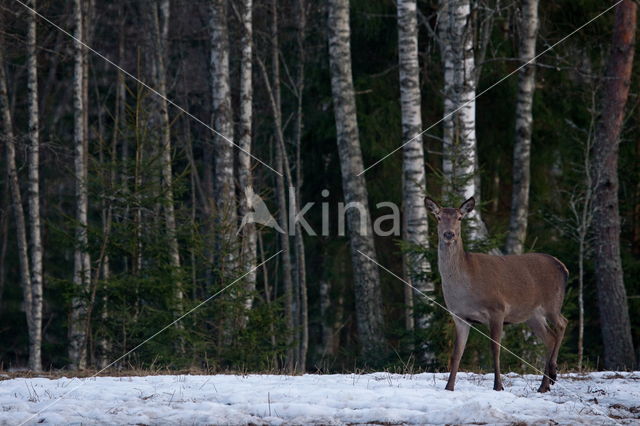 Edelhert (Cervus elaphus)