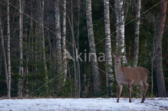 Red Deer (Cervus elaphus)