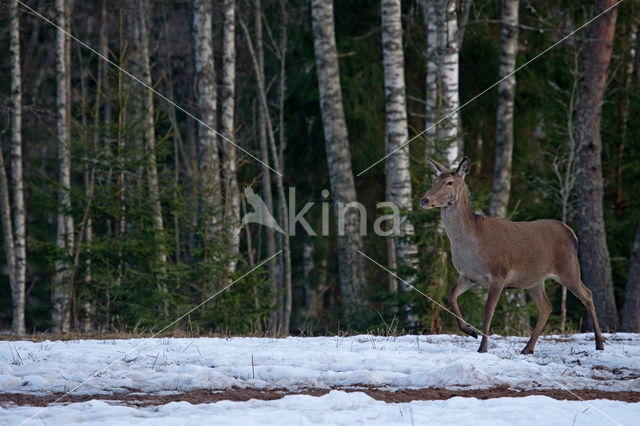 Red Deer (Cervus elaphus)