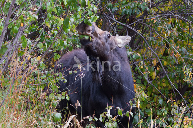 Eland (Alces alces)