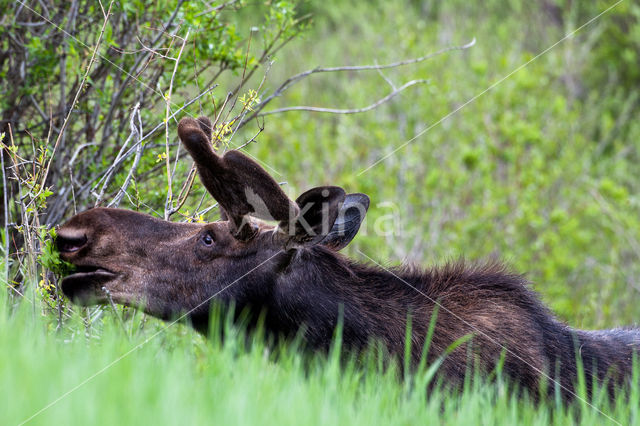 Elk (Alces alces)