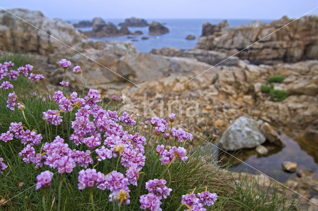 Engels gras (Armeria maritima)