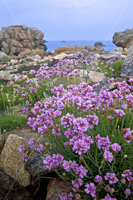 Engels gras (Armeria maritima)