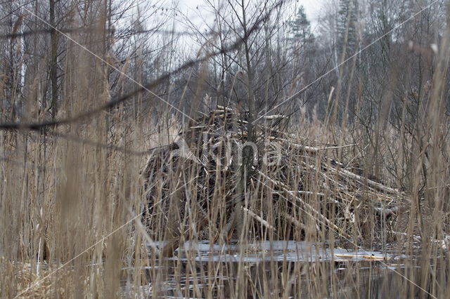 Eurasian beaver (Castor fiber)