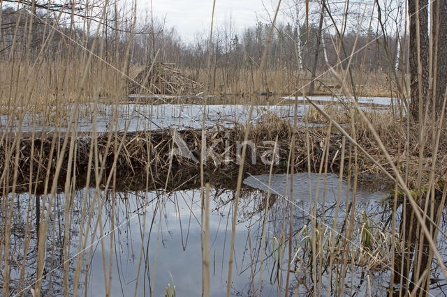 Europese bever (Castor fiber)