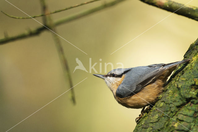 Europese Boomklever (Sitta europaea)