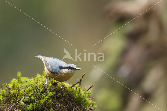Eurasian Nuthatch (Sitta europaea)
