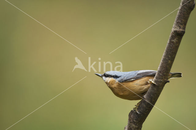 Europese Boomklever (Sitta europaea)