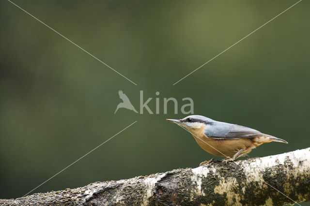 Europese Boomklever (Sitta europaea)