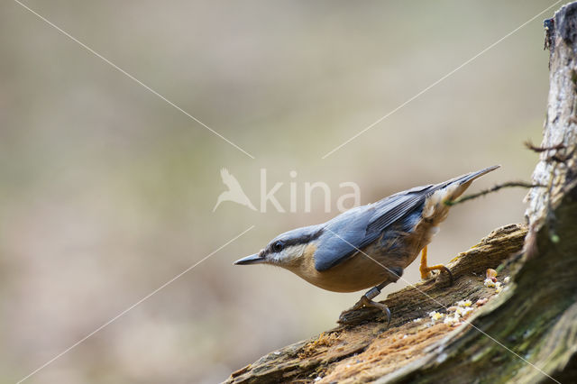 Europese Boomklever (Sitta europaea)