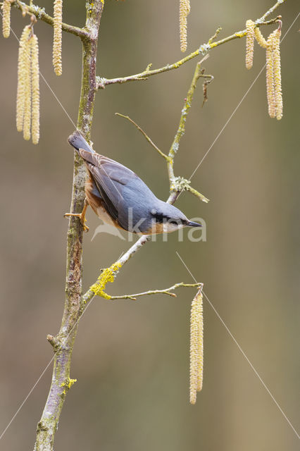 Eurasian Nuthatch (Sitta europaea)