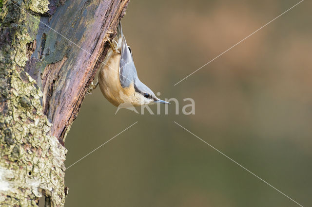 Eurasian Nuthatch (Sitta europaea)