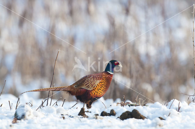 Ring-necked Pheasant (Phasianus colchicus)