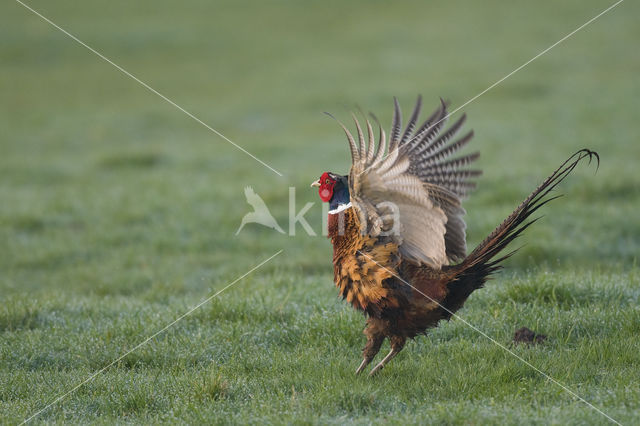 Ring-necked Pheasant (Phasianus colchicus)