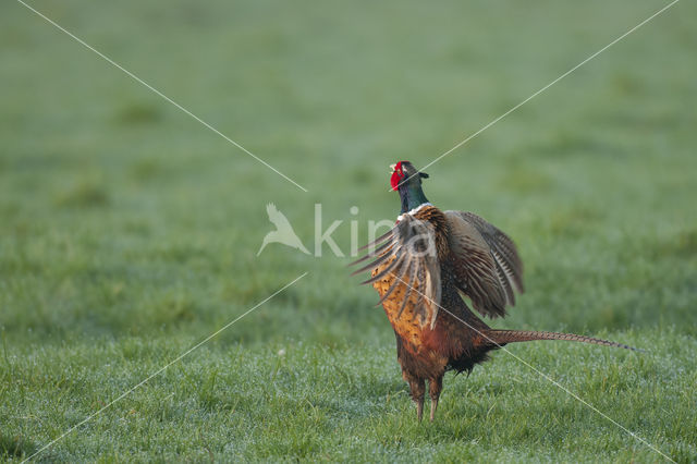 Ring-necked Pheasant (Phasianus colchicus)