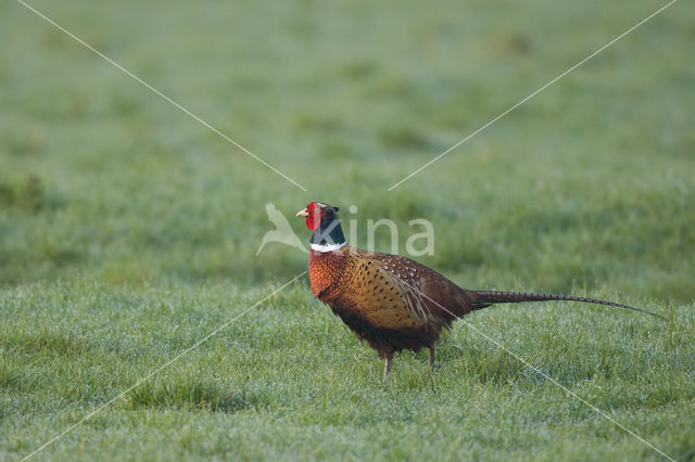 Ring-necked Pheasant (Phasianus colchicus)