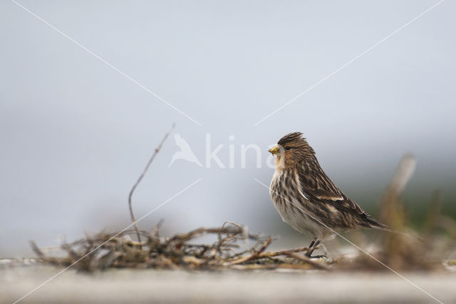 Twite (Carduelis flavirostris)