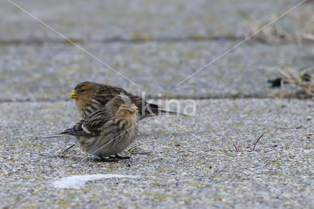 Twite (Carduelis flavirostris)